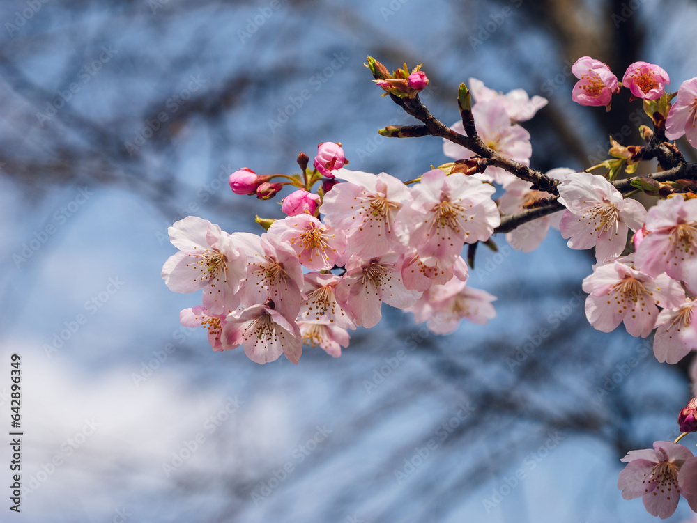 cherry tree blossom