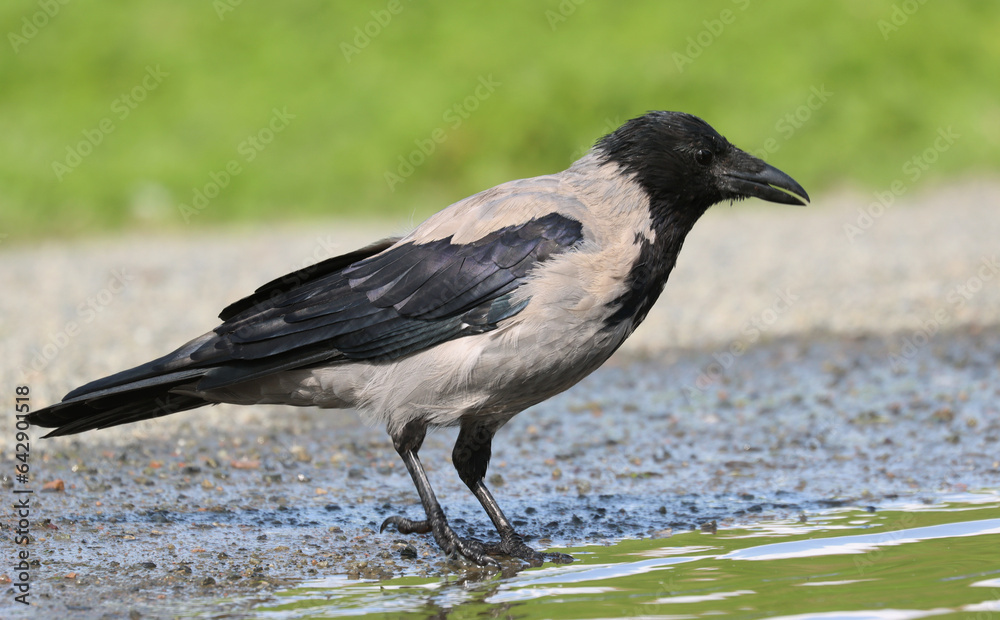 Obraz premium Hooded crow