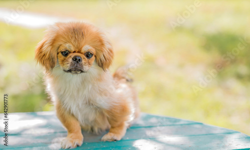 Cute and funny teenage Pekingese dog joyful. Best human friend. Pretty puppy dog in sunlight