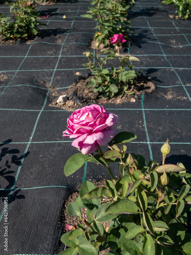 Close-up shot of the Floribunda rose 'Heidi Klum Rose' with full, violet bloom in bright sunlight in the garden photo