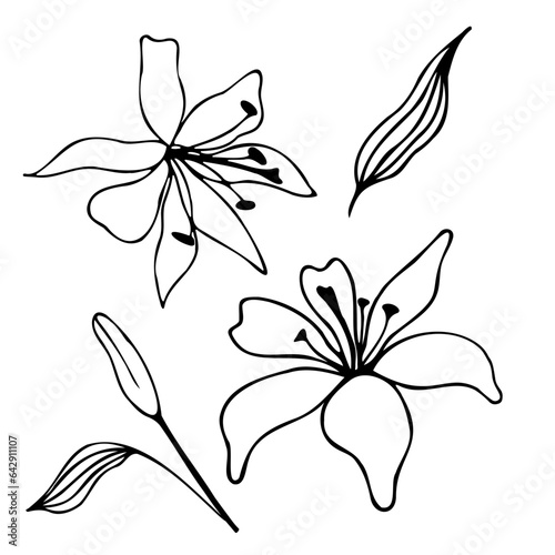 Dudling element lily and leaves on white background photo