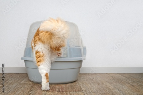 Funny longhair cat step inside a closed litter box. Horizontal image with copy space. 