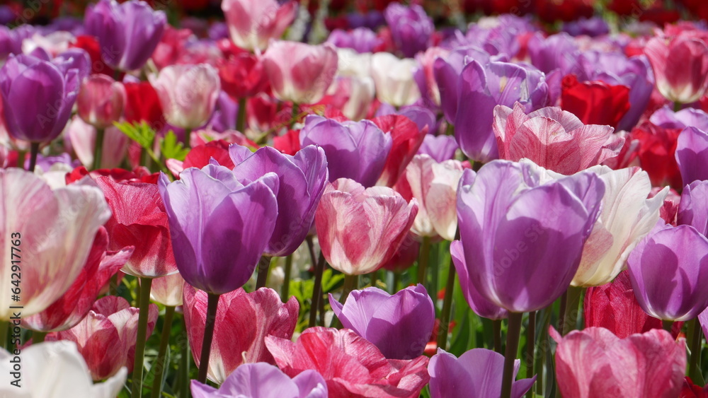 Tulpen Tulpen