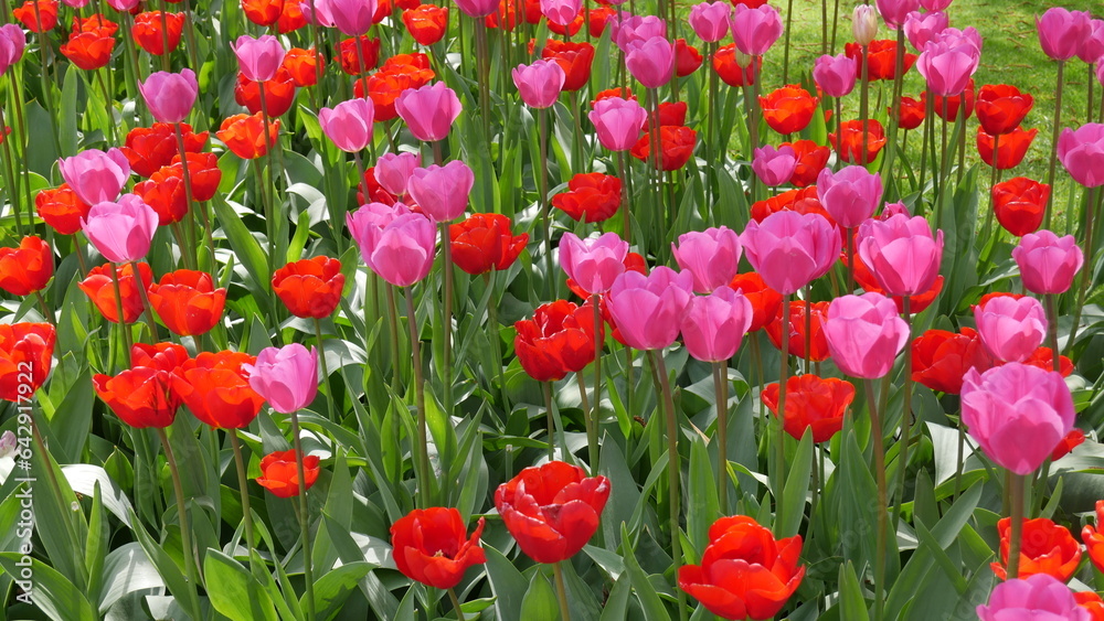 Obraz premium Flowers from Amsterdam XXX