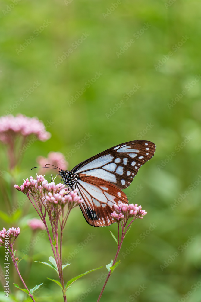 Fototapeta premium アサギマダラとフジバカマ