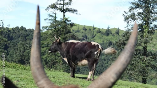 Yak grazing in the Himalayan region of Nepal is a critical component of local livelihoods and culture.  photo