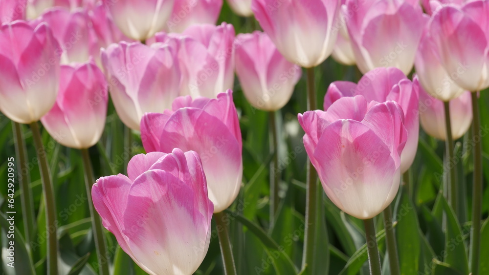 Obraz premium Tulpen