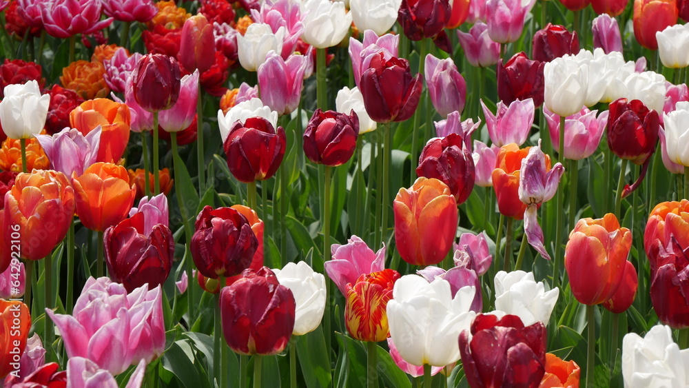 Fototapeta premium Tulpen aus Amsterdam