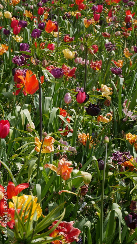 Fototapeta premium Flower