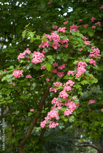 Crataegus oxyacantha   Aub  pine