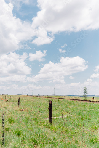 Dullstroom field with Nguni cows photo