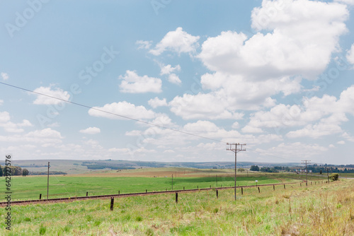 Dullstroom field with Nguni cows photo