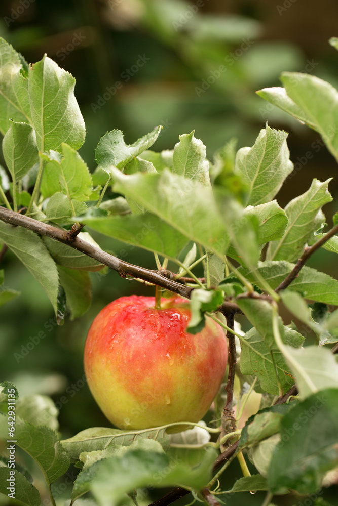 apple with raindrops hanging on a branch apple with raindrops hanging on a branch
