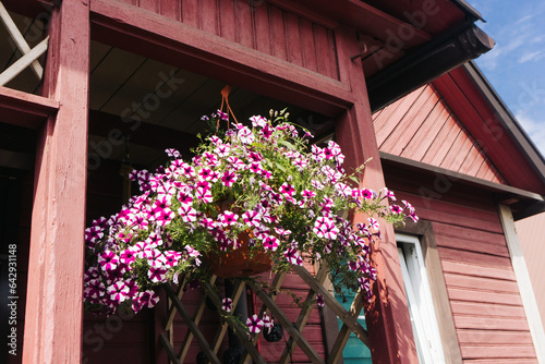 Petunia flower plant. Hanging pot. Backyard decoration. House tarrace flower decoration. Pink flakes plant. Beautiful old wooden house. Summer blossom background. photo