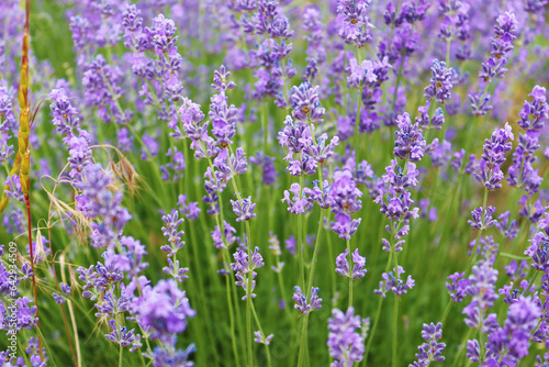 Close up of lavender flowers. Beautiful lavender field, Moldova