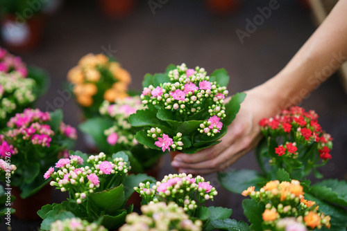 Unrecognizable florist standing and placing blooming flowers in nursery in daylight photo