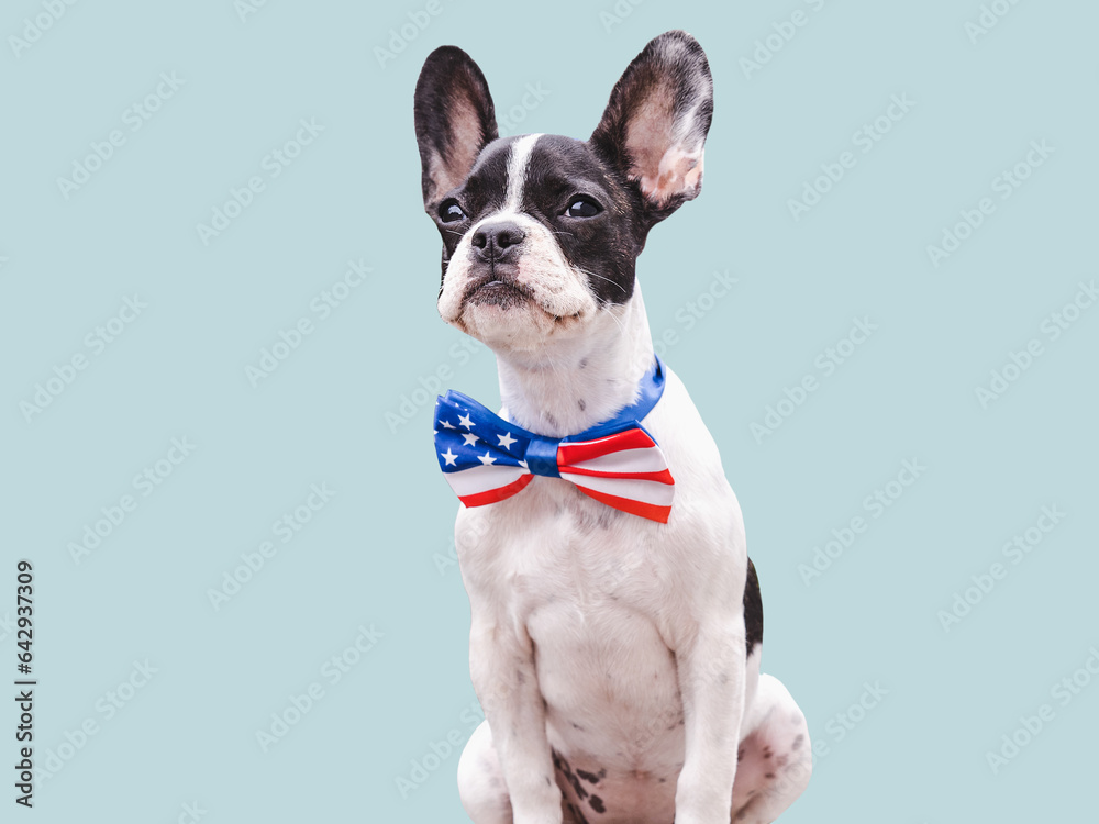 Cute puppy and bow-tie in the colors of the American Flag. Close-up, indoors. Studio shot. Congratulations for family, loved ones, friends and colleagues. Pet care concept