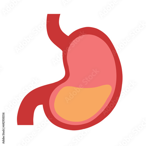 The stomach is a J-shaped organ that digests food. Human stomach.