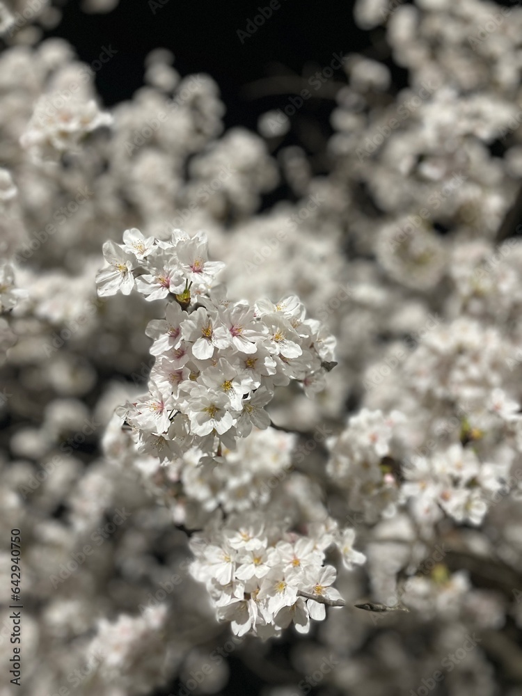 white cherry blossoms on a spring night white cherry blossoms on a spring night