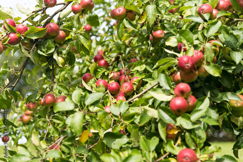 apples on old overloaded trees in red and green