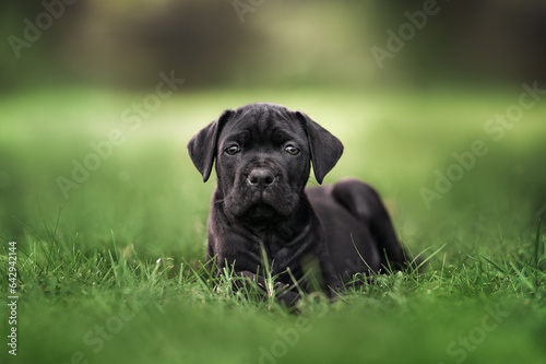 black cane corso puppy lying on grass outdoors in summer