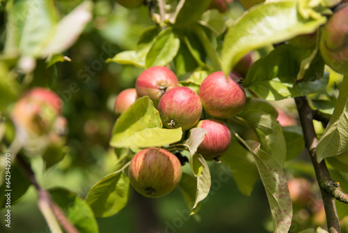 apples on old overloaded trees in red and green