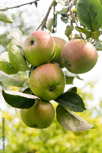 apples on old overloaded trees in red and green