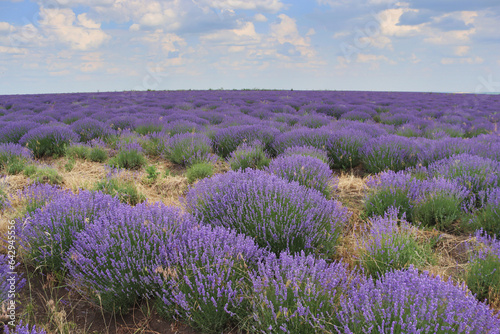 Beautiful lavender field  Moldova