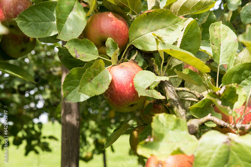 apples on old overloaded trees in red and green