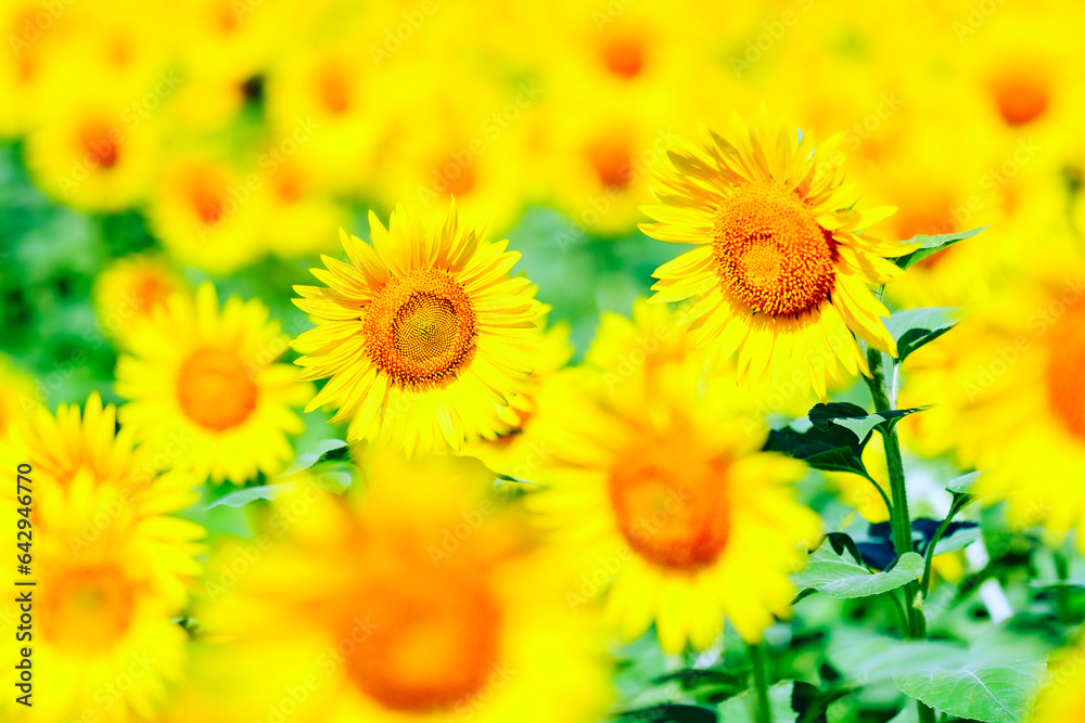 Obraz premium ひまわり畑