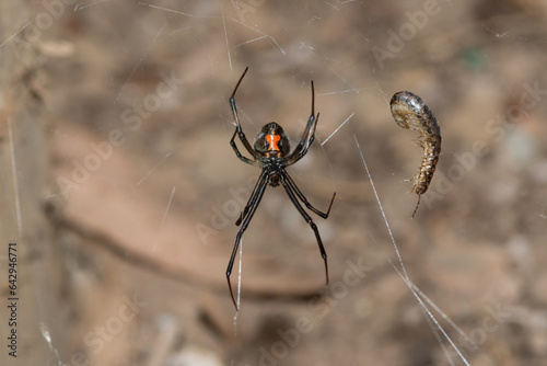 A venomous Brown Button spider (Latrodectus geometricus) on its web in the wild 