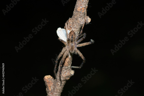 Close-up of a gorgeous forest huntsman spider (Panaretella zuluana) feeding on a moth on a warm summer's evening  photo