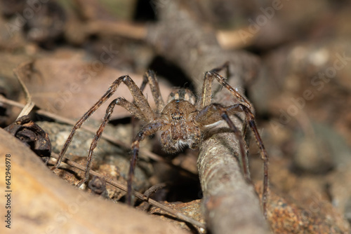 Close-up of a gorgeous forest huntsman spider (Panaretella zuluana) foraging on a warm summer's evening 