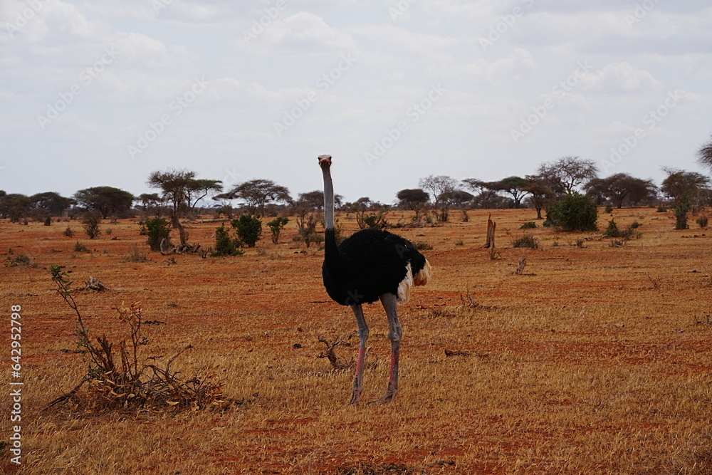 Naklejka premium Male Masai Ostrich on african savanna at Tsavo East National Park in Kenya