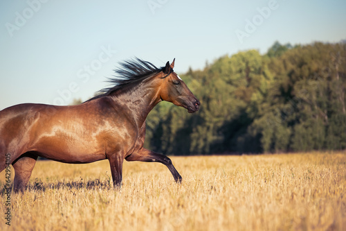 bay young mare  running speedly freely  in rye meadow at sunny evening. close up photo