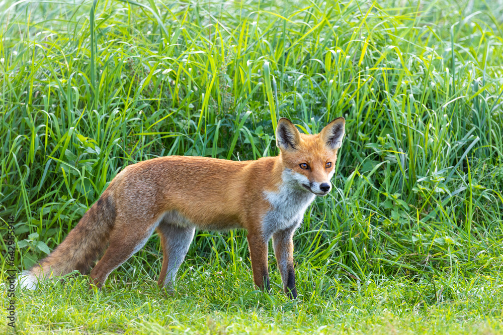 Fuchs, Rotfuchs am Pramort bei Zingst an der Ostsee. Fuchs, Rotfuchs am Pramort bei Zingst an der Ostsee.