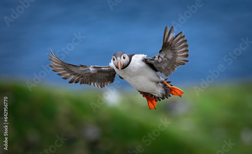 Atlantic puffin (Fratercula arctica), on the rock on the island of Runde (Norway).