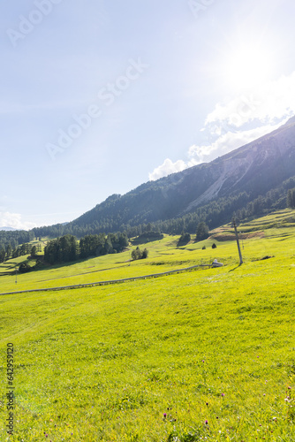 landscape with yellow flowers