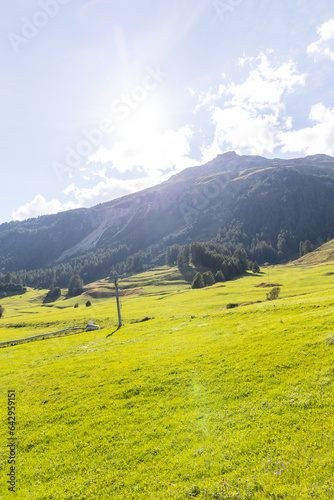 landscape with flowers