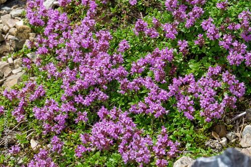 イブキジャコウソウ