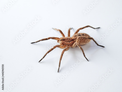 Wolf spider from the Lycosidae Family on a white background.