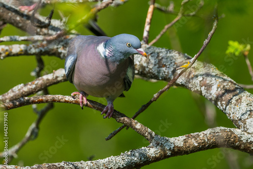Common wood pigeon (Columba palumbus)