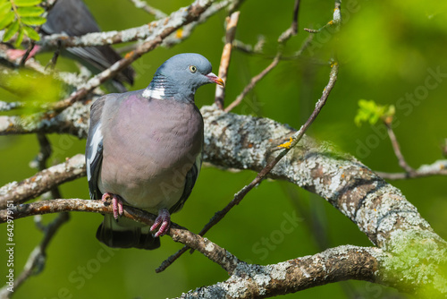 Common wood pigeon (Columba palumbus) photo