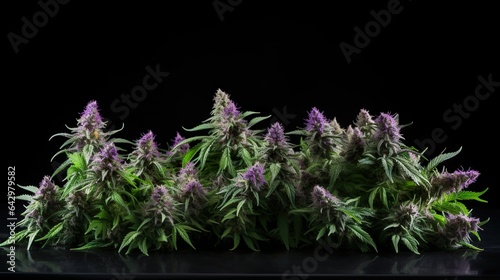 Photo Collection of Cannabis buds, Closeup, Mariuana Plants, 