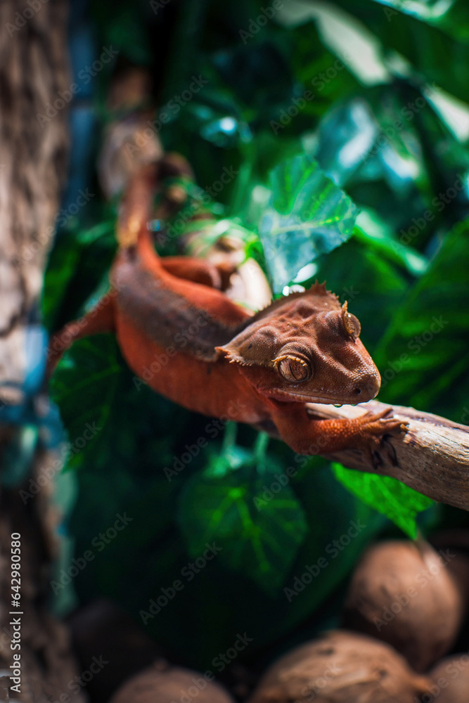 my beautifull crested gecko s my beautifull crested gecko s