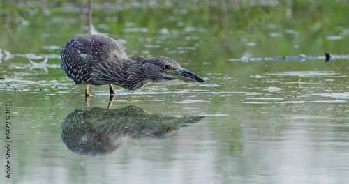 Juvenile black-crowned night heron catches a fish photo