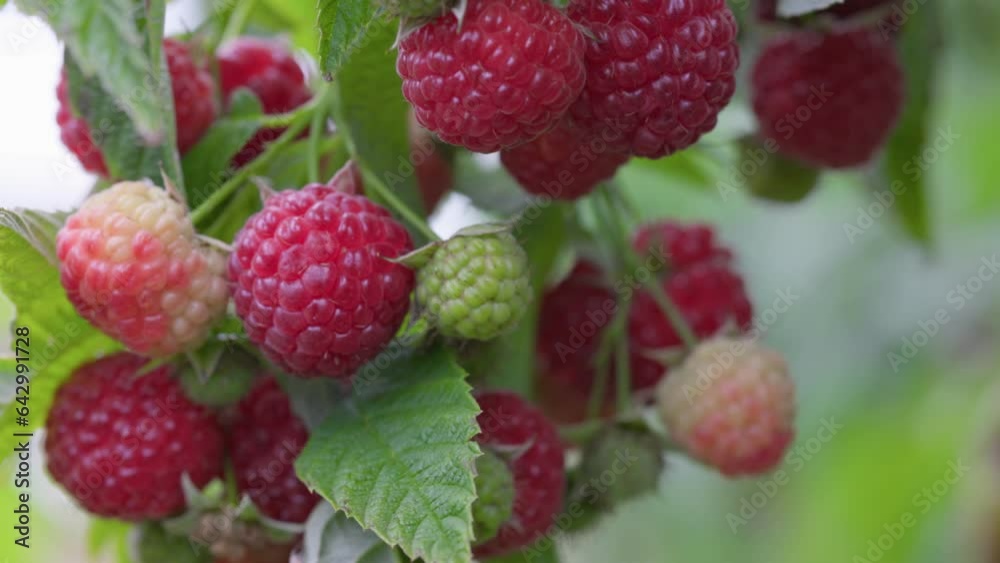 Fresh red organic raspberries on branch in the garden. Close up shot of ripe raspberry harvest. Organic raspberry in garden sway in the wind Fresh red organic raspberries on branch in the garden. Close up shot of ripe raspberry harvest. Organic raspberry in garden sway in the wind
