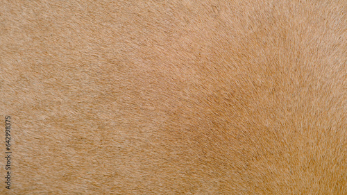Horse fur skin background, texture of brown horse hair photo