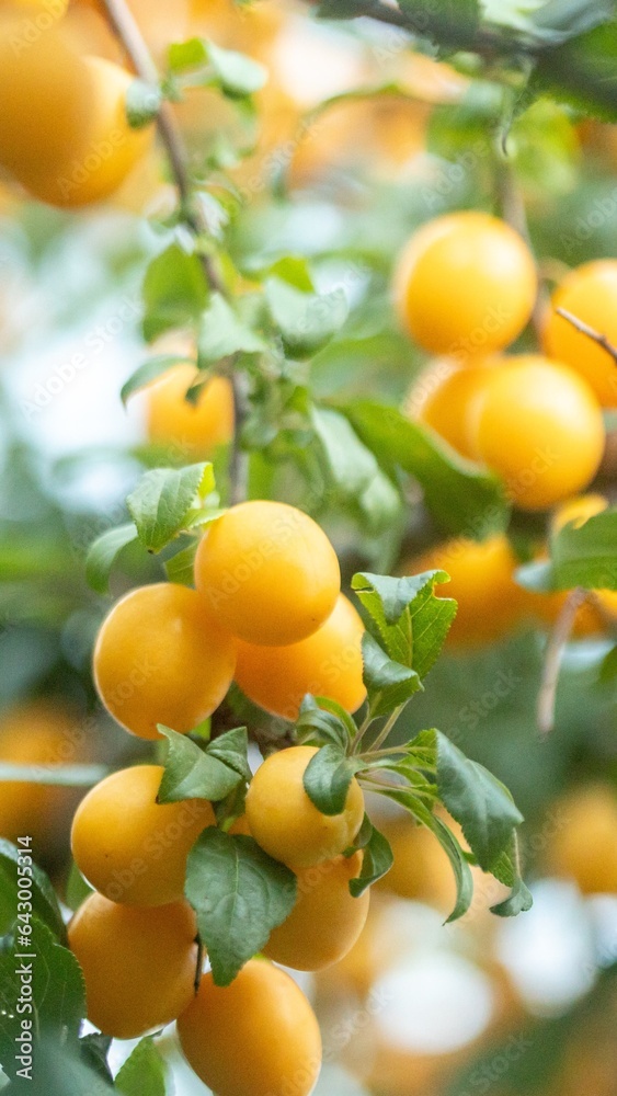 bright yellow cherry plums fruits high grain photo