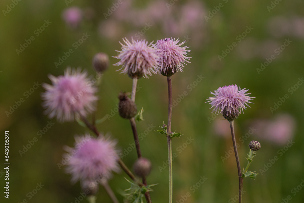 pink californian thistle blossoms in a rural meadow pink californian thistle blossoms in a rural meadow